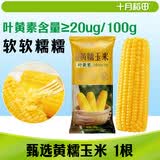 十月稻田 黄糯玉米 1根 220g 东北粘玉米棒 低脂早餐 杂粮粗粮