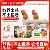 杨博士皖南散养老母鸡 单只1.6斤及以上*2只 土鸡整鸡保留鸡胗源头直发