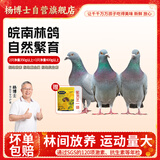 杨博士皖南鸽子肉 单只净重350g及以上*3只装 林鸽土鸽生鲜源头直发