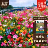 北蔬野花组合种子四季播矮向日葵太阳花百日草花种籽 野花种子10gx2包
