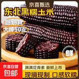 东北头茬新黑糯玉米真空包装即食健康早餐低脂减脂代餐新鲜现摘 黑玉米10支 200克起