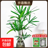 水培植物富贵竹天堂鸟白掌鸭脚木室内米竹子绿植花卉办公桌面好养 水培棕竹5棵【60-70cm】+送吊牌+营养液 无规格