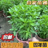 九层塔潮汕金不换盆栽食用主厨房九层塔盆栽食用罗勒植物香料甜罗 4年苗--叶子带浓香味 带原土原盘