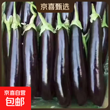 山东农家绿把紫皮长茄现摘现发新鲜嫩茄蔬菜生鲜 现摘新鲜茄子 3斤 净重