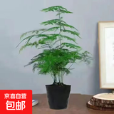 文竹盆栽绿植花卉盆景植物室内客厅水培文松云竹文竹大苗四季常青 文竹【1颗】原盆原土球发货 高度15-25cm