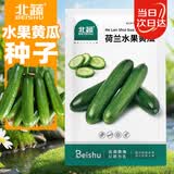 北蔬水果小黄瓜种子种苗无刺青瓜四季蔬菜种籽 荷兰水果黄瓜种子30粒