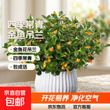 四季常青金鱼花吊兰盆栽室内绿植花卉多肉植物发财树好养易活客厅 金鱼吊兰21-29棵+白色陶瓷盆