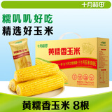 十月稻田 黄糯香玉米 8根 3.52斤  早餐粗粮 杂粮礼盒 低脂 东北