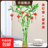 【带根富贵竹转运竹龙竹】招财水培植物客厅弯竹开运竹子盆栽花卉 70-75cm转运竹--10支 送5灯笼