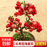 海棠花盆栽树苗老桩四季开花卉植物室内花庭院阳台名贵绿植好养活 (7年老桩)长寿冠海棠花+肥料