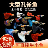 疯狂水草孔雀鱼活体水族宠物观赏鱼冷水耐活小型热带鱼淡水鱼苗 【4CM左右】临产孔雀鱼E 共8条