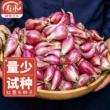 寿禾 四季红葱头小香葱种子火葱头种干皮秋冬季蔬菜莱疏菜阳台种种籽 [量少]红葱头100g