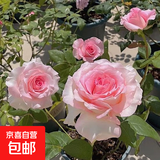 玫瑰花苗老桩绿植物盆栽月季蔷薇老根室内外阳台庭院特大花卉四季 13洛神（老桩苗四季开花）