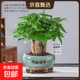 【绿萝盆栽】吸甲醛净化空气水培绿植物懒人花卉好养搬家礼物全 【乔迁之喜】5年粗壮三杆发财树+招财进宝元宝陶瓷盆 整体含盆高度20-25cm