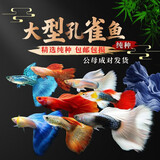 胜画小型观赏鱼孔雀鱼热带鱼活体鱼淡水好养耐活鱼苗精品纯种凤尾鱼 【3-4CM】A大型孔雀鱼3对送1对