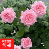玫瑰花苗老桩绿植物盆栽月季蔷薇老根室内外阳台庭院特大花卉四季 49粉荔枝（老桩苗四季开花）