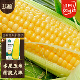 北蔬 水果玉米种子苗超甜脆大棒可生吃四季蔬种籽 金甜13玉米种子200g