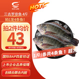 GUO LIAN国联水产 三去罗非鱼净重4条/4斤非洲鲫鱼 生鲜鱼类 烤鱼烧烤