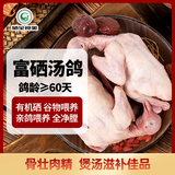 硒全食美无抗富硒汤鸽净重520g（2只）冷冻鸽子滋补煲汤烧烤生鲜鸽子