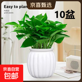 【绿萝盆栽】吸甲醛净化空气水培绿植物懒人花卉好养搬家礼物全 【特惠10盆】绿萝+白色南瓜盆自吸水 整体含盆高度20-25cm