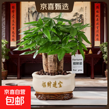 【绿萝盆栽】吸甲醛净化空气水培绿植物懒人花卉好养搬家礼物全 【送人首选】5年粗壮三杆发财树+招财进宝光面陶瓷盆 整体含盆高度20-25cm
