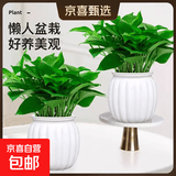 【绿萝盆栽】吸甲醛净化空气水培绿植物懒人花卉好养搬家礼物全 【爆款2盆】绿萝+白色南瓜盆自吸水 整体含盆高度20-25cm