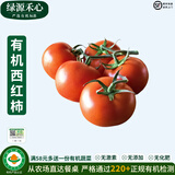 绿源禾心有机西红柿新鲜现摘沙瓤大番茄生吃炒老品种自然熟健康无农残蔬菜 1斤