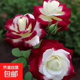 玫瑰花苗老桩绿植物盆栽月季蔷薇老根室内外阳台庭院特大花卉四季 24法国双生（老桩苗四季开花）