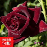 玫瑰花苗老桩绿植物盆栽月季蔷薇老根室内外阳台庭院特大花卉四季 26黑巴克（老桩苗四季开花）