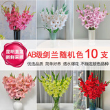 悦多彩优质水养鲜切花 母亲节三八节花束 昆明基地现采直发顺丰生活鲜花 剑兰 10支 （随机色）