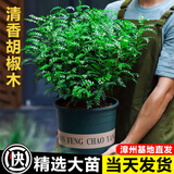 开时果 正宗清香胡椒木盆栽老桩树苗 室内桌面植物苗防驱蚊草小绿植盆景 【6年大苗】清香胡椒木+花开富贵瓷盆