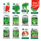 北蔬 各种蔬菜种子生菜草莓香菜小香葱黄瓜阳台四季菜籽 12种蔬菜种子