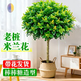 叹为观止大型植物发财树各种大颗盆栽开业乔迁客厅办公室内好养大型花卉 老桩米兰1.3—1.4米 含盆