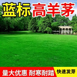萌蕴（MengYun）进口草坪种子草籽四季常青免修剪护坡草种别墅耐庭院护坡耐寒耐旱 高羊茅一斤