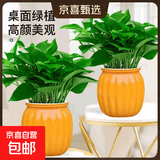 【绿萝盆栽】吸甲醛净化空气水培绿植物懒人花卉好养搬家礼物全 【畅销2盆】绿萝+橙色南瓜盆自吸水 整体含盆高度20-25cm