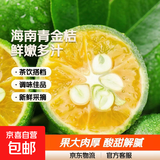 海南青金桔新鲜小金桔 3斤大果（10g-20g）