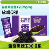 十月稻田 黑糯玉米 8根 3.2斤 代餐早餐 真空包装 花青素 杂粮礼盒