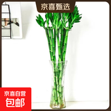 【带根富贵竹转运竹龙竹】招财水培植物客厅弯竹开运竹子盆栽花卉 50-55cm开运竹--6支送2灯笼