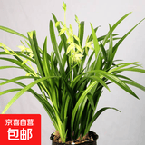 墨兰兰花苗盆栽精品名贵花卉绿植物室内客厅名贵盆景四季好养易活 建兰（育苗袋）【10株苗】