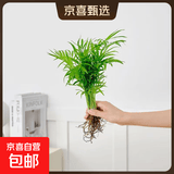 懒人水培绿植九里香绿萝文竹室内易养净化空气花卉盆栽植物花卉 袖珍椰子5颗【不含盆】土培水培皆可10-15cm