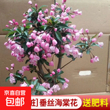 海棠花盆栽树苗老桩四季开花卉植物室内花庭院阳台名贵绿植好养活 (6年老桩)垂丝海棠花+肥料