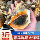 海宏盈【活鲜】 青岛大海螺鲜活 1500g 海鲜贝类生鲜 超大规格共5-7只 1500g