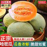 京地达山东哈密瓜蜜瓜甜瓜净重7.5斤单果1500g+新鲜应季水果源头发包邮