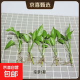 【亏本冲量】绿萝盆栽室内客厅办公室吸甲醛净化空气水培植物绿植 绿萝裸根苗【5株】 整体含盆高度20-25cm