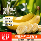 高山精品甜蕉现摘新鲜水果香蕉孕妇宝宝辅食搭配丫丫生鲜特产 9斤装【青蕉发货】