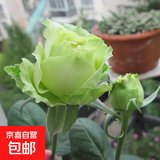 玫瑰花苗老桩绿植物盆栽月季蔷薇老根室内外阳台庭院特大花卉四季 47青云（老桩苗四季开花）