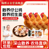 杨博士皖南散养土鸡鸡蛋组合 净重5.2斤 仔公鸡4只+初生蛋20枚源头直发