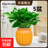 【绿萝盆栽】吸甲醛净化空气水培绿植物懒人花卉好养搬家礼物全 【热销5盆】绿萝+橙色南瓜盆自吸水 整体含盆高度20-25cm