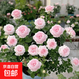 玫瑰花苗老桩绿植物盆栽月季蔷薇老根室内外阳台庭院特大花卉四季 53蒙拉丽莎（老桩苗四季开花）
