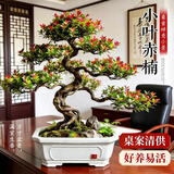 叹为观止大型绿植各种大型盆栽发财树金钱树榕树流泉枫办公室内盆景好养活 造型老桩小叶赤楠【陶瓷盆】